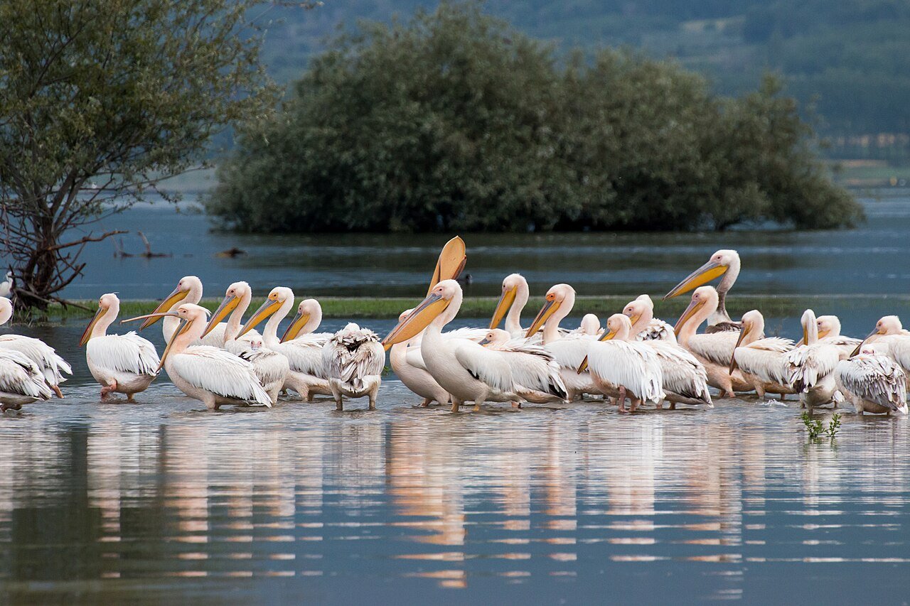 Pelicans at Lake Kerkini — a short walk from the property